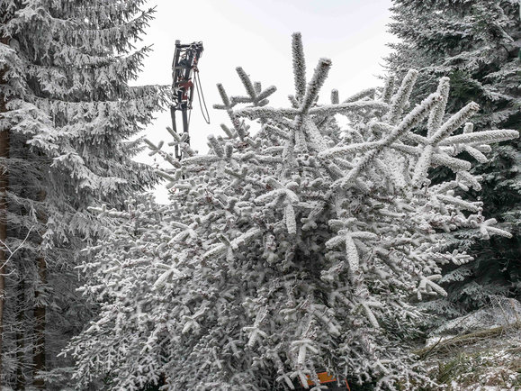 Erstmals offerieren ewl und Migros Luzern zusammen den traditionellen Weihnachtsbaum am Schweizerhofquai. Eine komplett neue LED-Beleuchtung, neue Christbaumkugeln und ein Baum aus einem Wald bei Wolhusen. Impressionen vom Baum fällen und Abtransport in